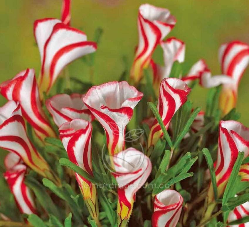 Matera Decorativa Robert + Suculenta + Sustrato + Piedras