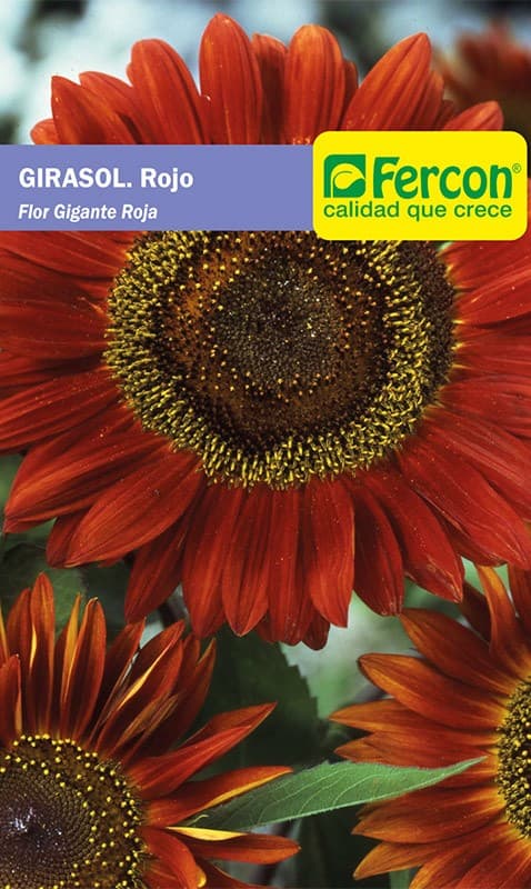 Matera Decorativa Robert + Suculenta + Sustrato + Piedras